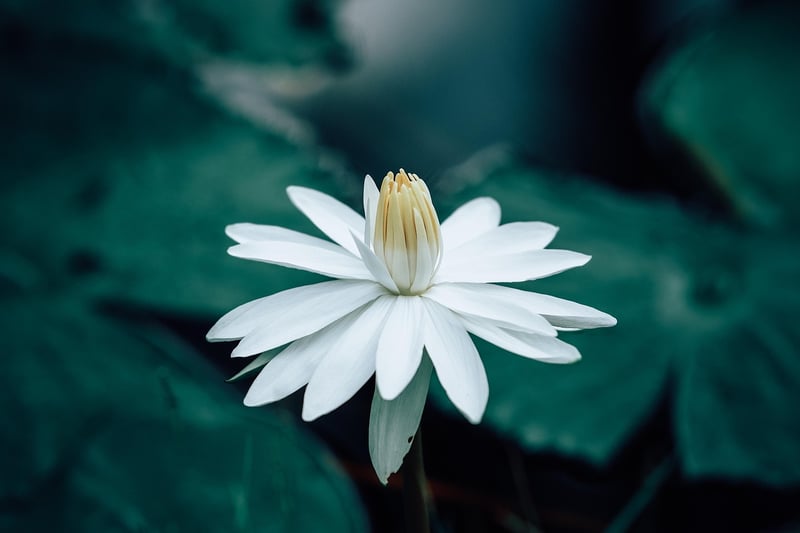 Blue Lotus