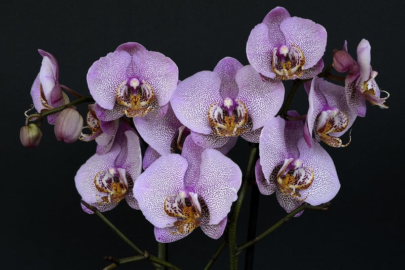 Dragon's Breath Orchid